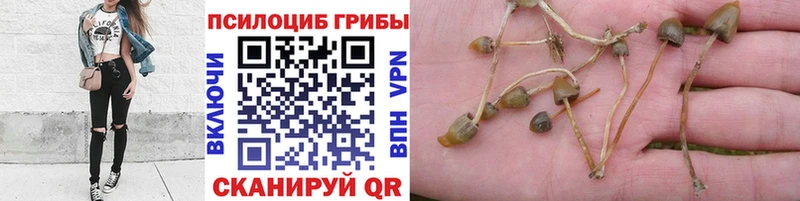 купить  сайты  Качканар  Галлюциногенные грибы Cubensis 